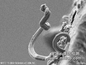錫須觀察與測(cè)量